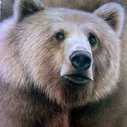 Grizzly_edited_card