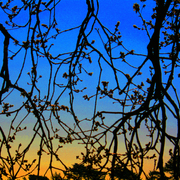Branches_smaller_card