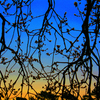 Branches_smaller_thumb