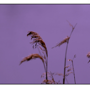 Purple_grass_card