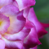 Purple_flower_thumb