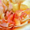 Yellow_flower_thumb