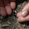 Tiny_thumb