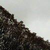 Half_thumb