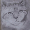 Cat_thumb