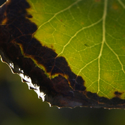Autumn_24_cl_card