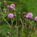 Flowers006_square