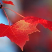 Dsc_0930maple_leaf_card