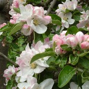 Blossom_06-05-2006_004_card