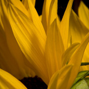 Sunflower-9764_card