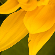 Sunflower-9848_card