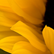 Sunflower-9850_card