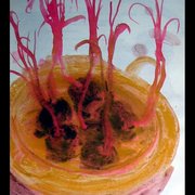 Fruta22_card