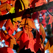 Fall_2008_034_card