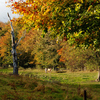 Autumnal_horses_thumb