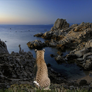 1031-leopard_coast_dusk_card