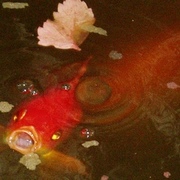 Koi10_card