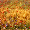 Rivisondoli_colori_di_maggio_thumb