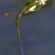 Blume-reloaded2_card