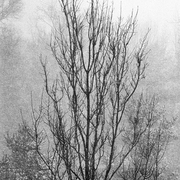 Stark_tree_in_snow_card
