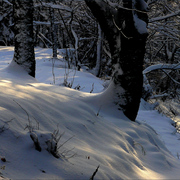 1032-winter_greeting_card