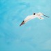 Seagull_square