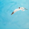 Seagull_thumb