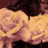 Rosen_005_thumb