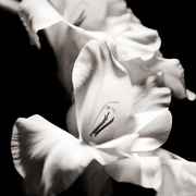 Flowers_card