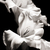 Flowers_tiny_square