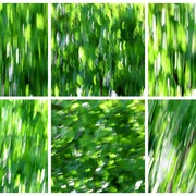 Birch_in_spring_card