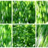 Birch_in_spring_thumb