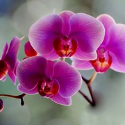 Dsc_0020purple_card