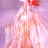 Sindonie_nr_1_thumb