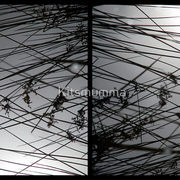 1952541-6-stillness-and-light_watermark_card