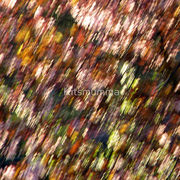 1963915-6-plum-tree-and-blossoms_watermark_card