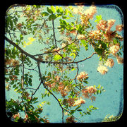 1948381-6-primavera_watermark_card