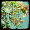 1948381-6-primavera_watermark_thumb