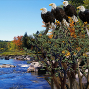 1035-order_of_the_eagle_card