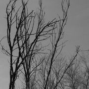Trees_card