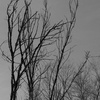 Trees_thumb