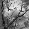 Tree_with_sky_-_black___white_2_thumb
