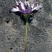 Copy_of_sand_flower_card