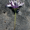 Copy_of_sand_flower_thumb