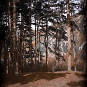 Yourtree_card
