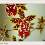Orquideaok_card