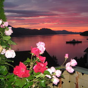 Rosa_003_card