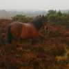 Stallion_panorama_thumb