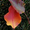 Autumn_45_cl_thumb