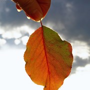 Autumn_48_cl_card